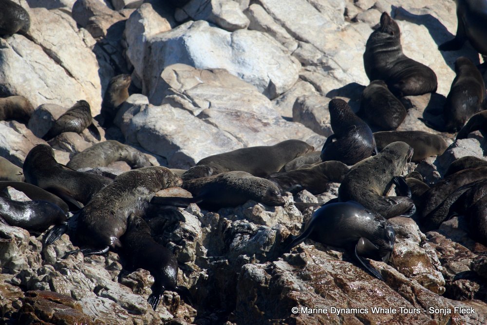 cape fur seal, whale watching, gansbaai, south africa