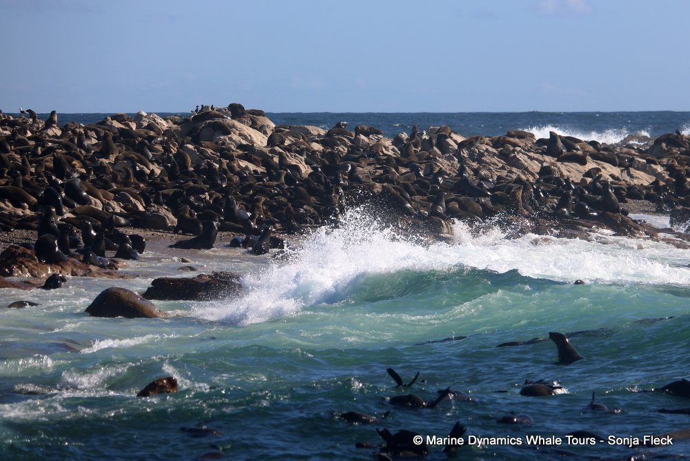 cape fur seal, whale watching, gansbaai, south africa