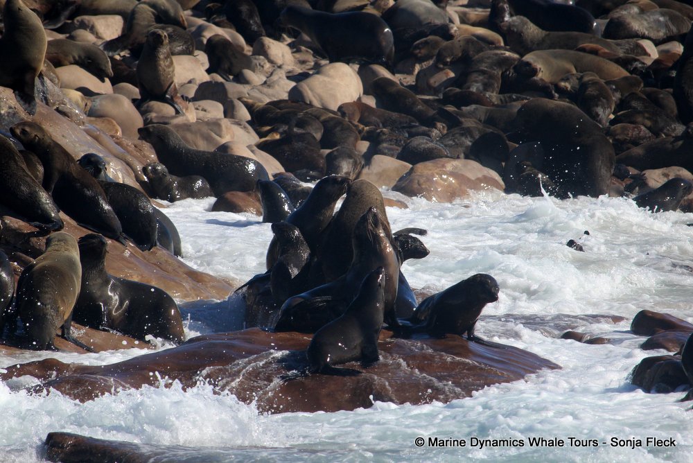 cape fur seal, whale watching, gansbaai, south africa