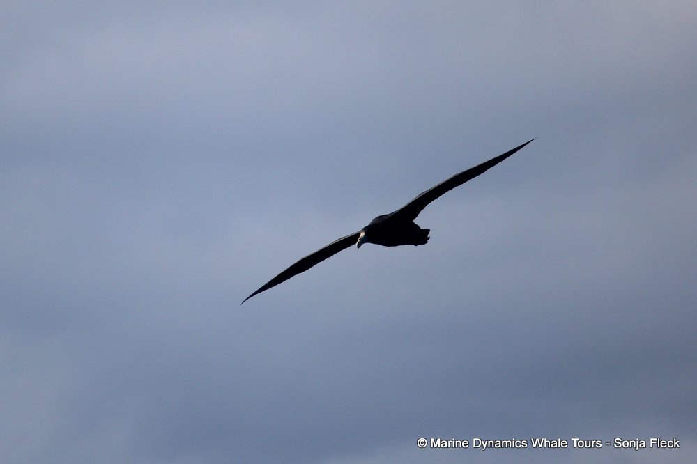 giant petrel, whale watching, gansbaai, south africa,
