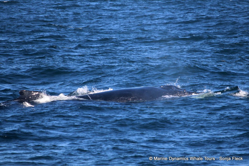 humpback whale, whale watching, gansbaai, south africa