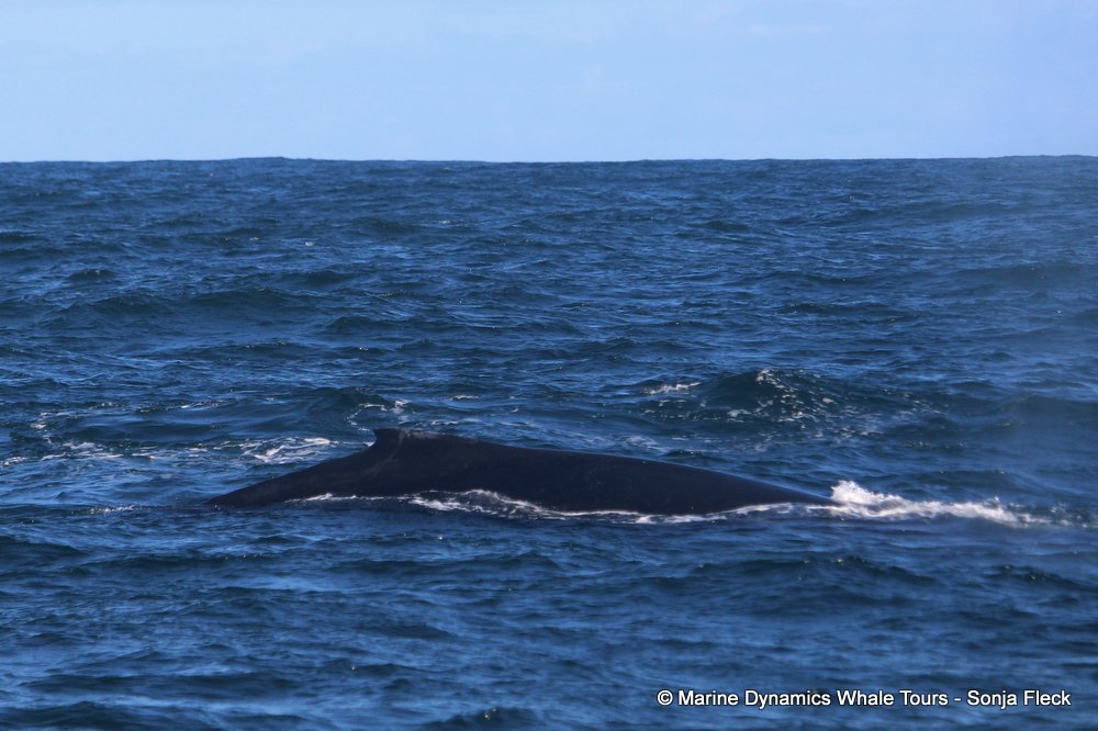 humpback whale, whale watching, gansbaai, south africa