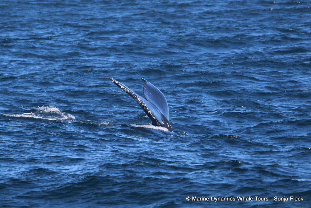 humpback whale, whale watching, gansbaai, south africa