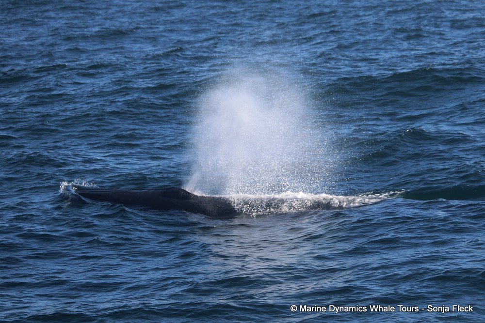 bryde's whale, whale watching, gansbaai, south africa,