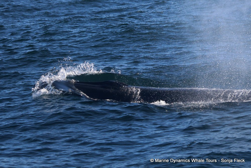 bryde's whale, whale watching, gansbaai, south africa,