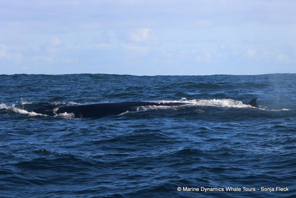 bryde's whale, whale watching, gansbaai, south africa,