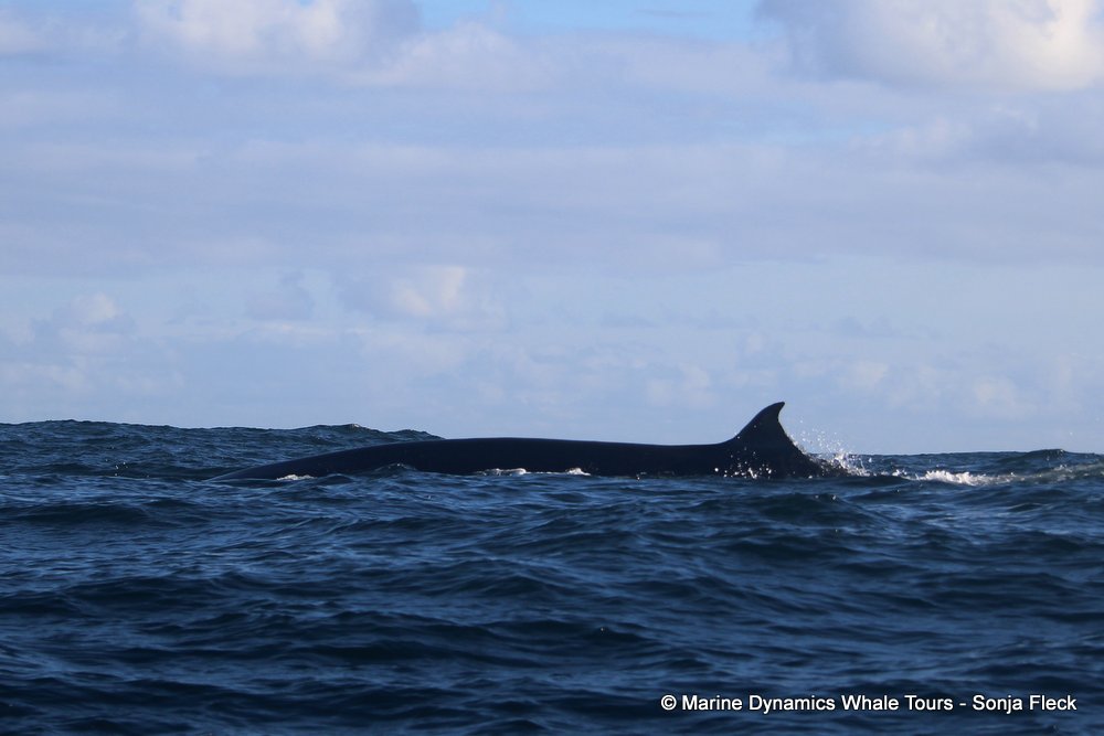 bryde's whale, whale watching, gansbaai, south africa,