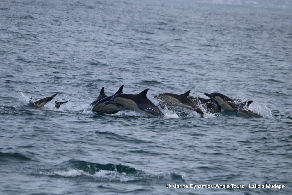 common dolphin, whale watching, gansbaai, south africa