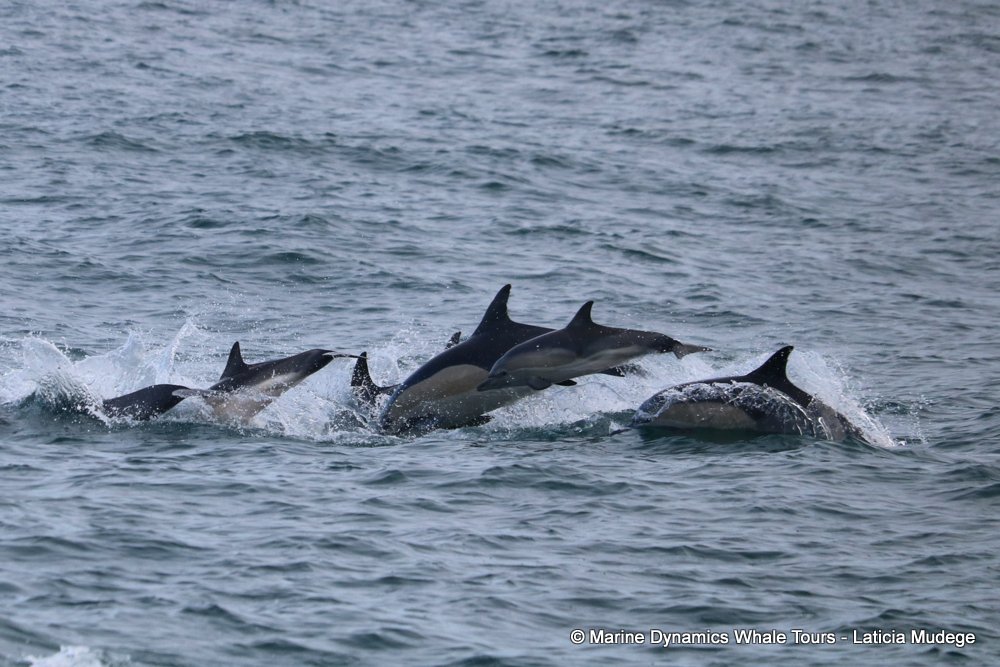common dolphin, whale watching, gansbaai, south africa