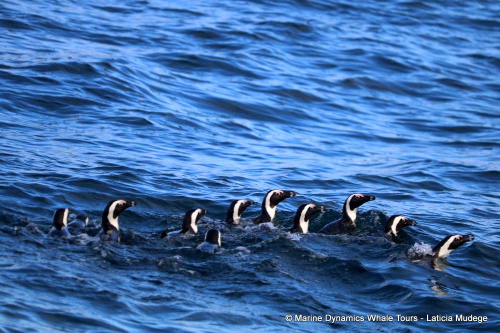 african penguin, whale watching, gansbaai, south africa