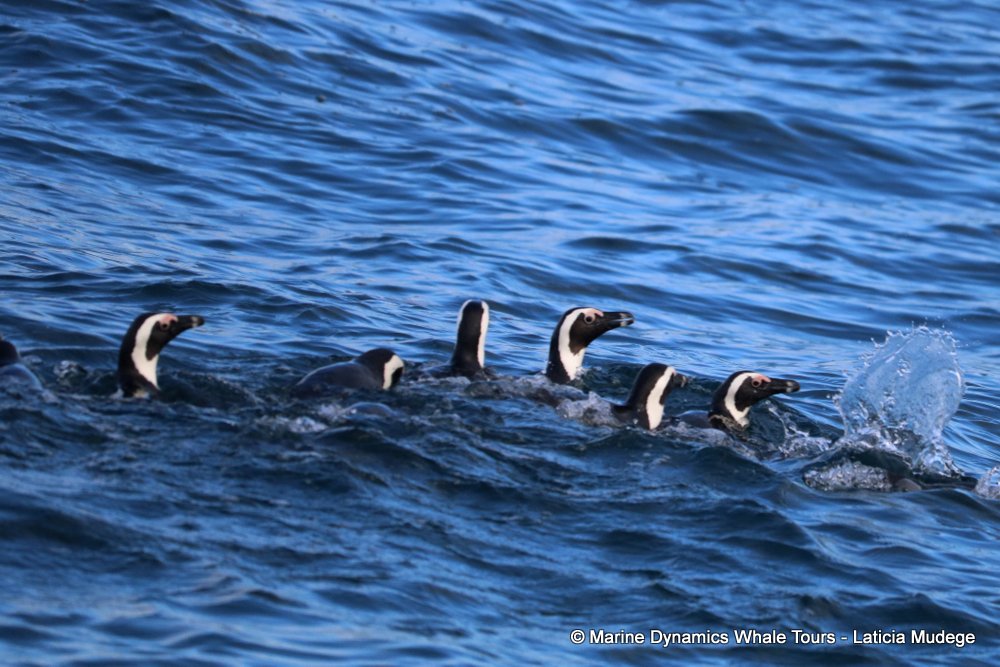 african penguin, whale watching, gansbaai, south africa