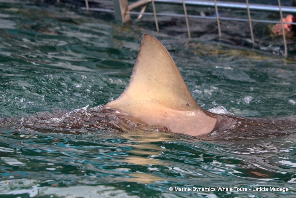 bronze whaler shark, whale watching, gansbaai, south africa,