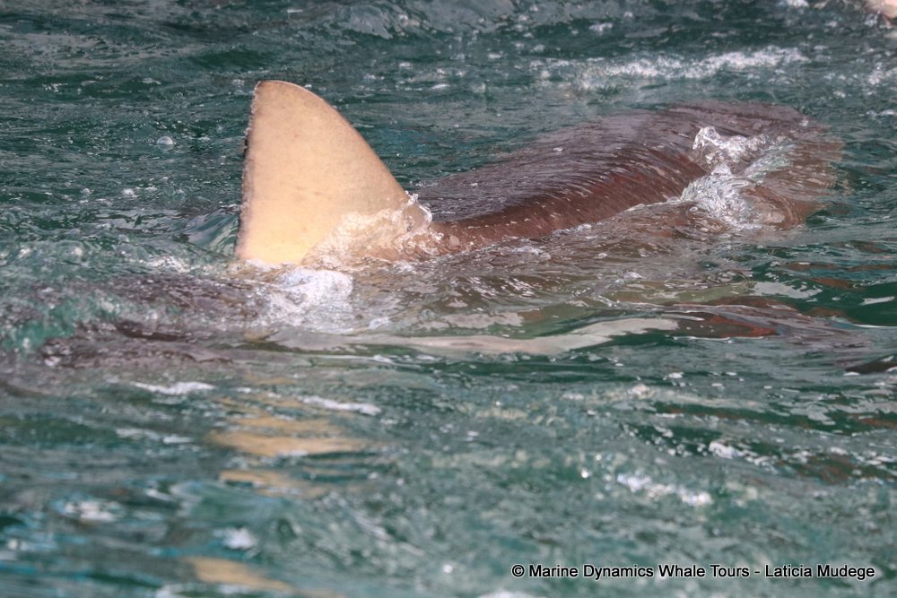 bronze whaler shark, whale watching, gansbaai, south africa,