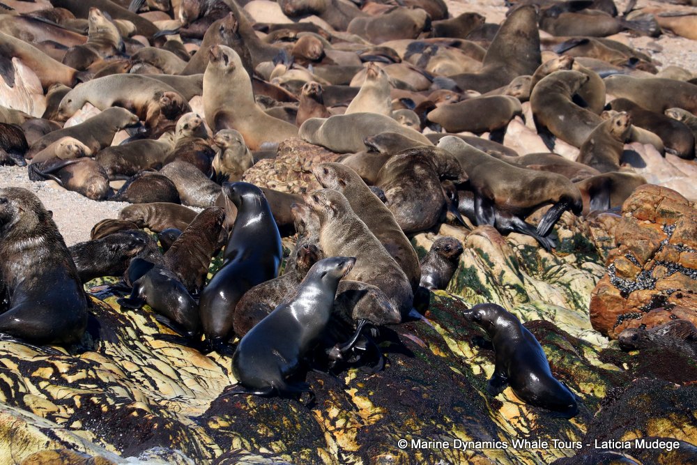 cape fur seal, whale watching, gansbaai, south africa