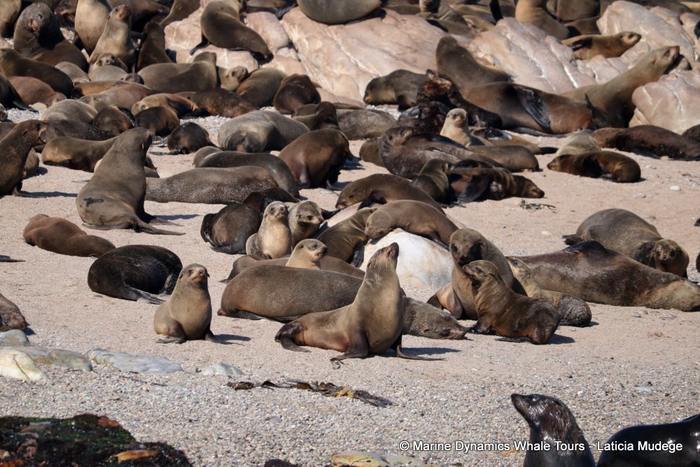 cape fur seal, whale watching, gansbaai, south africa