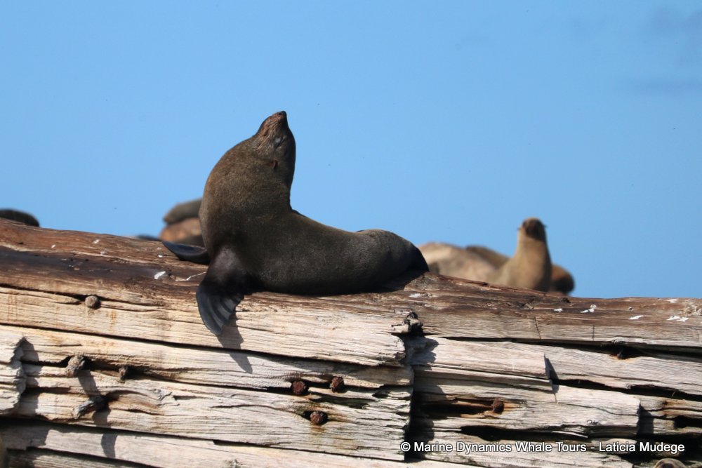 cape fur seal, whale watching, gansbaai, south africa