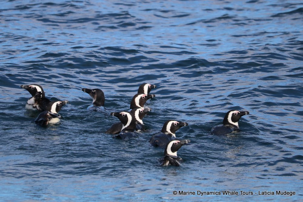 african penguin, whale watching, gansbaai, south africa