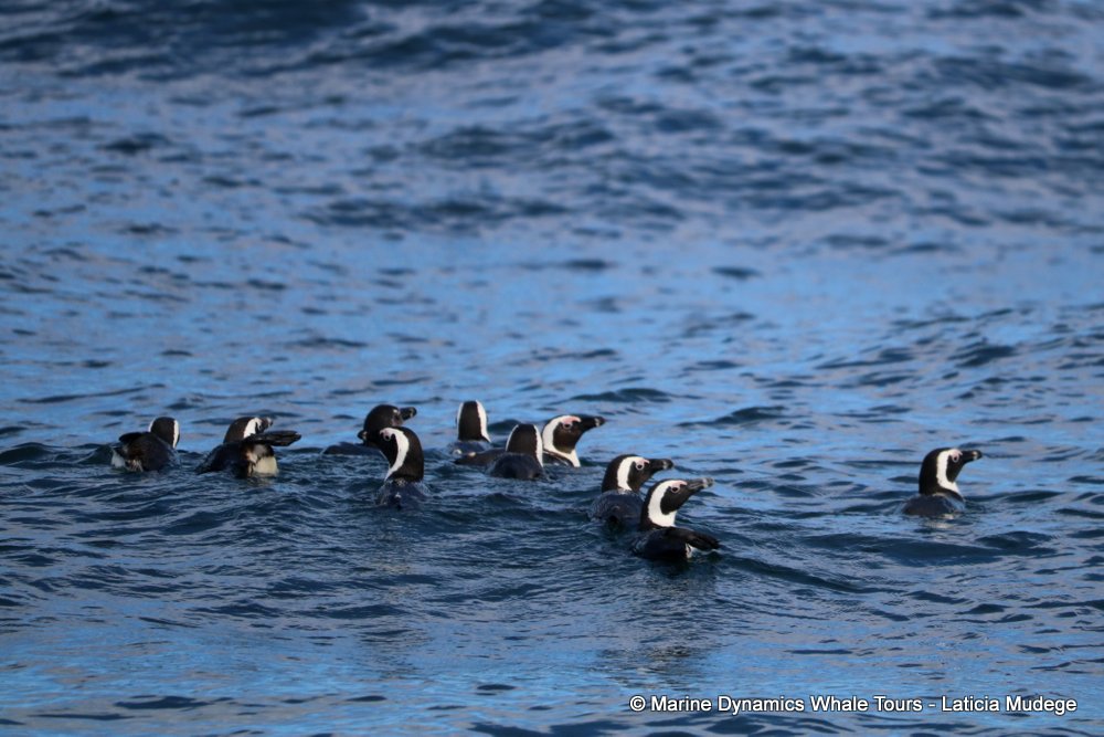 african penguin, whale watching, gansbaai, south africa