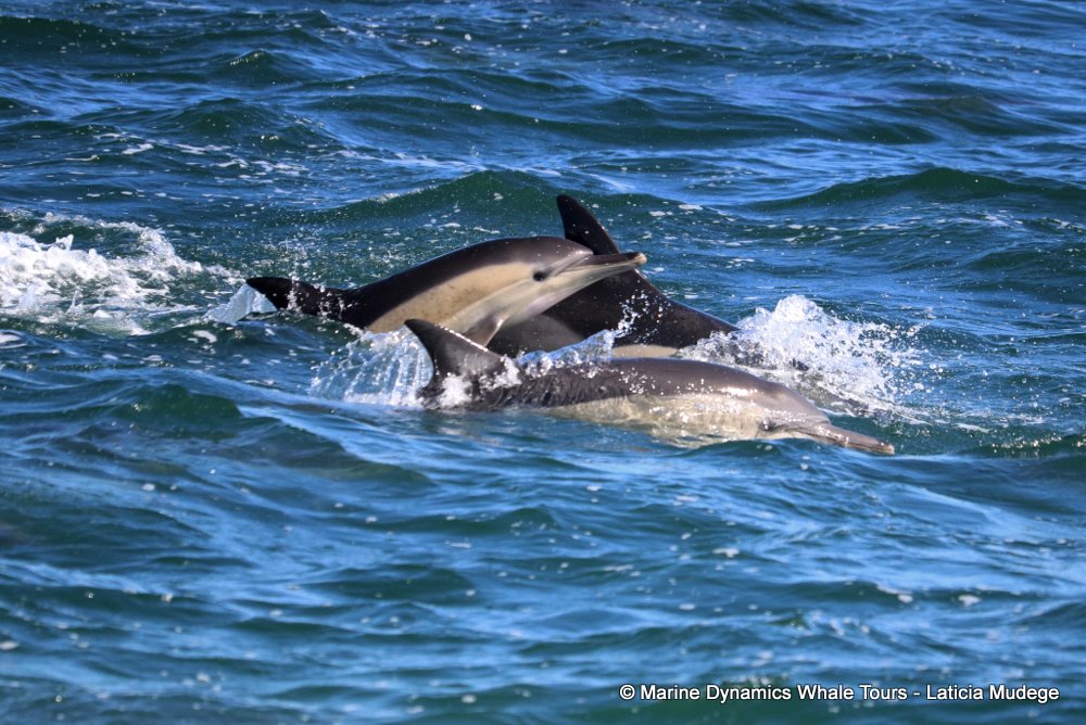 common dolphin, whale watching, gansbaai, south africa