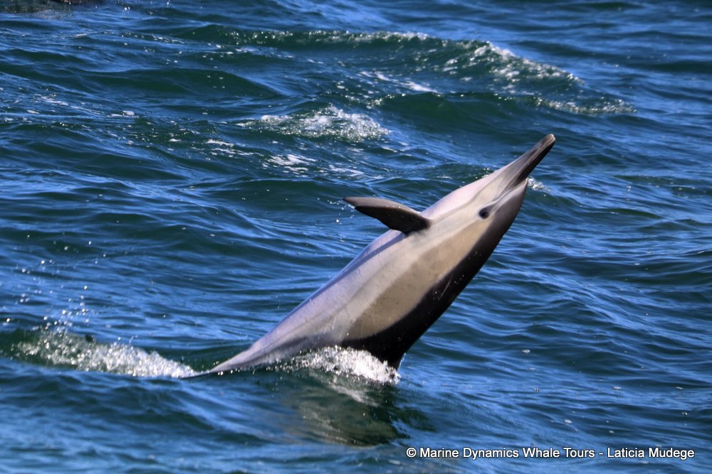 common dolphin, whale watching, gansbaai, south africa