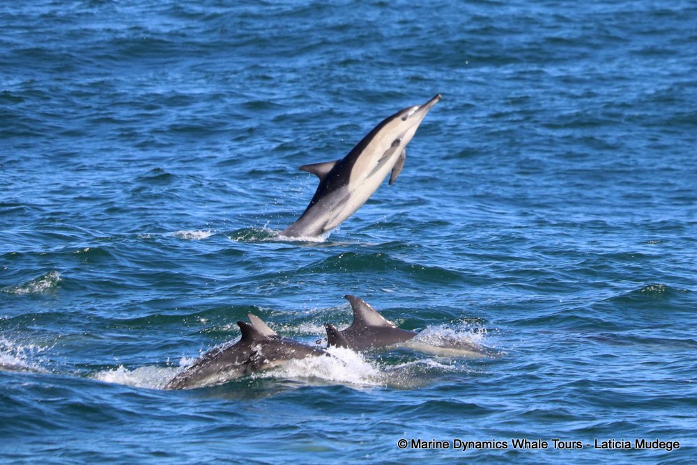 common dolphin, whale watching, gansbaai, south africa