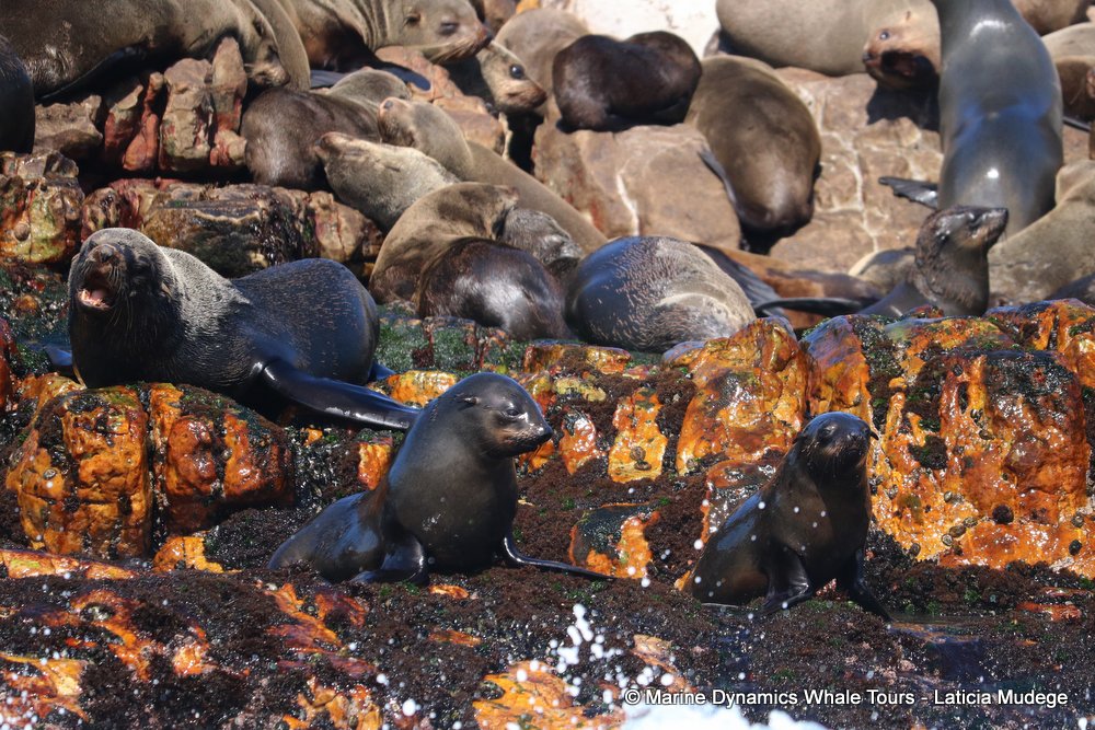 cape fur seal, whale watching, gansbaai, south africa