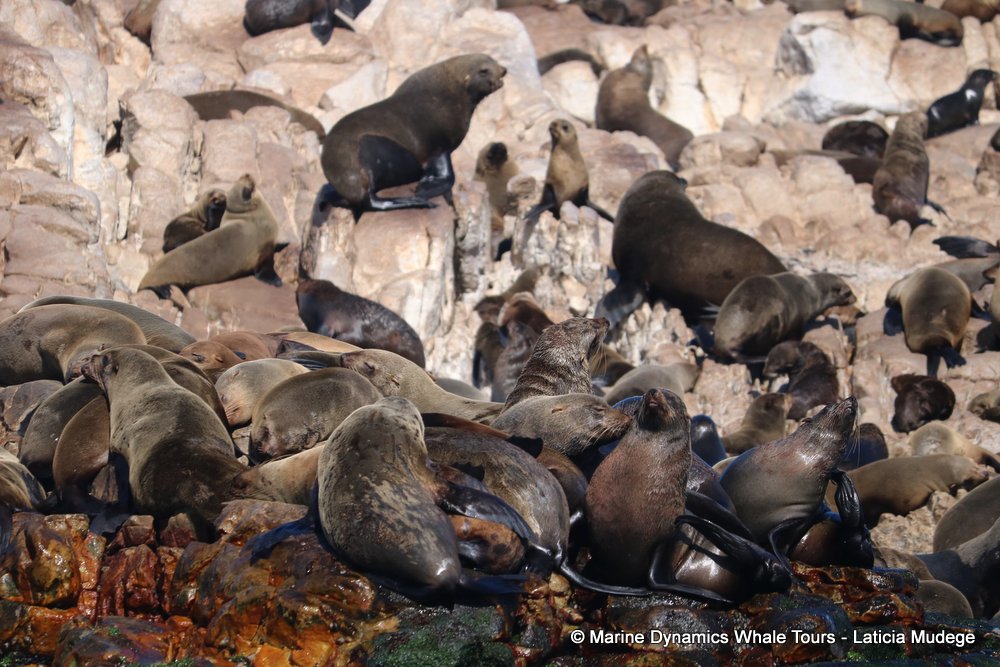 cape fur seal, whale watching, gansbaai, south africa