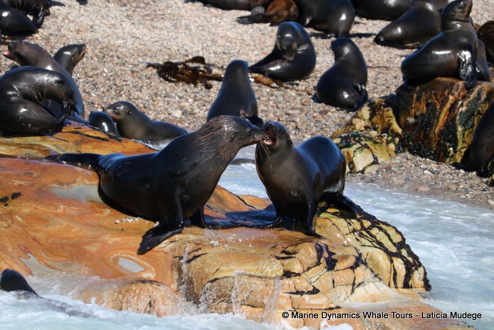 cape fur seal, whale watching, gansbaai, south africa