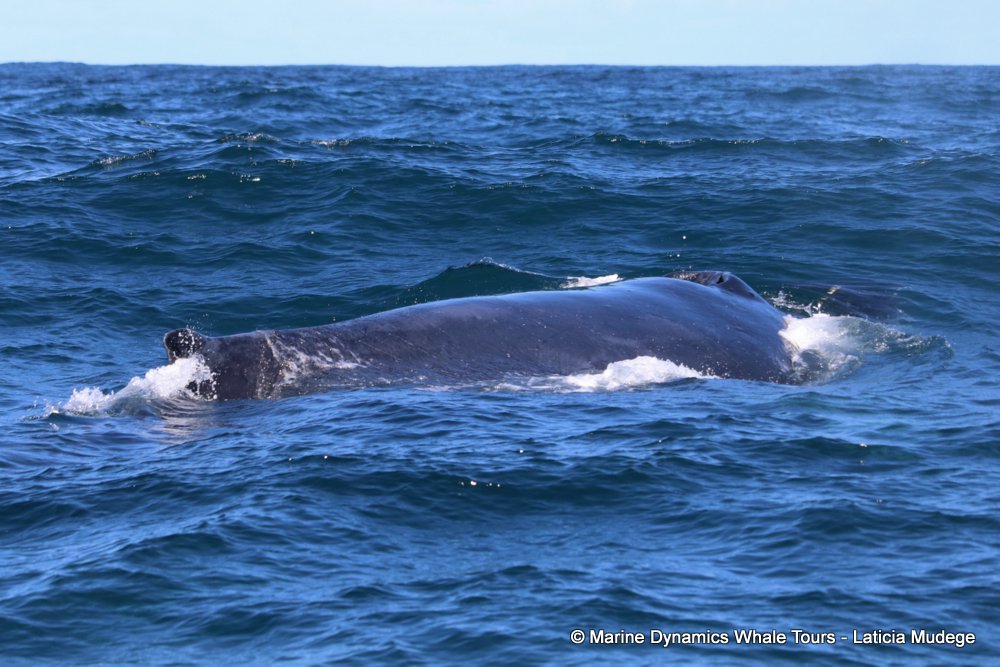 humpback whale, whale watching, gansbaai, south africa