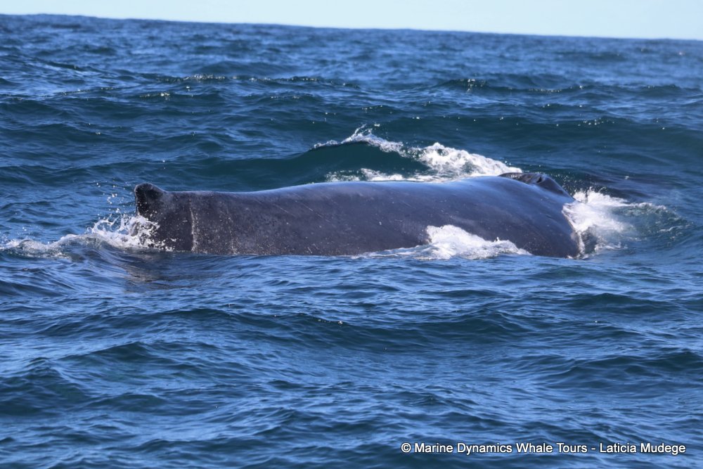 humpback whale, whale watching, gansbaai, south africa