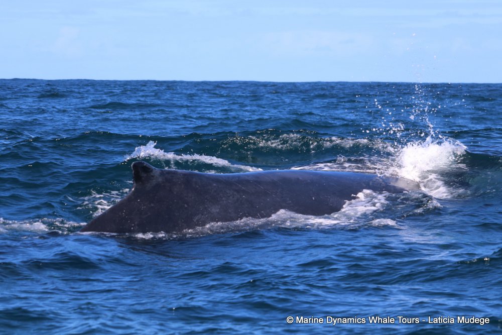 humpback whale, whale watching, gansbaai, south africa