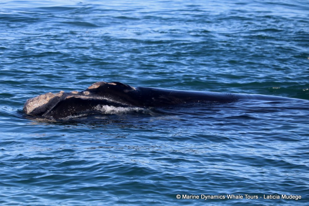 Southern right whale, whale watching, gansbaai, south africa,