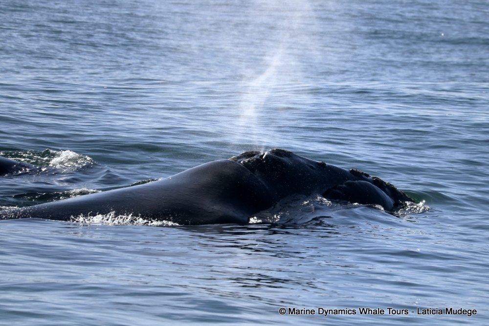 Southern right whale, whale watching, gansbaai, south africa,