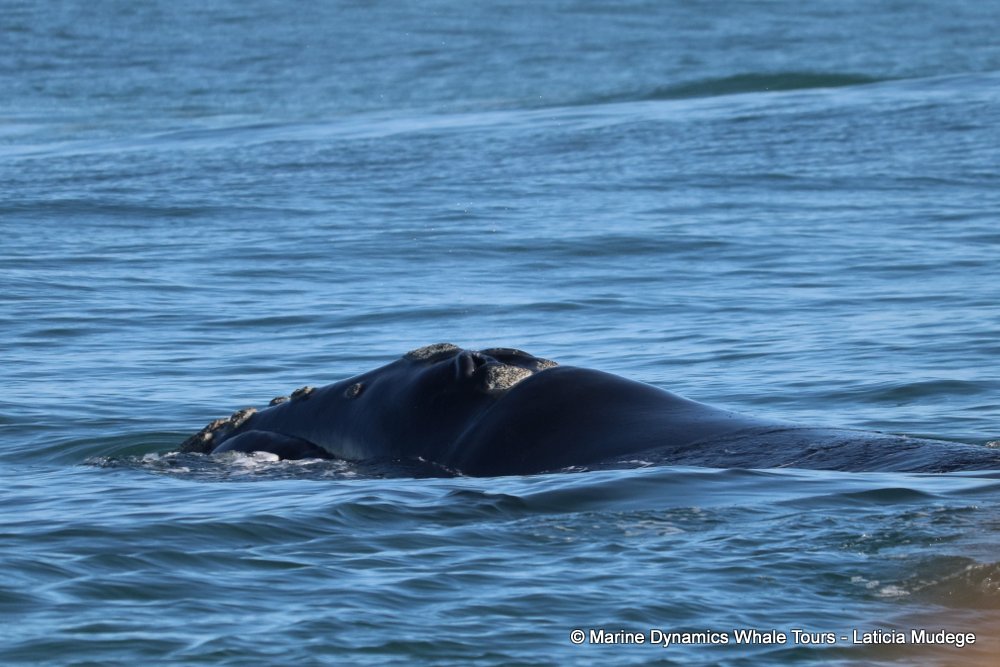 Southern right whale, whale watching, gansbaai, south africa,