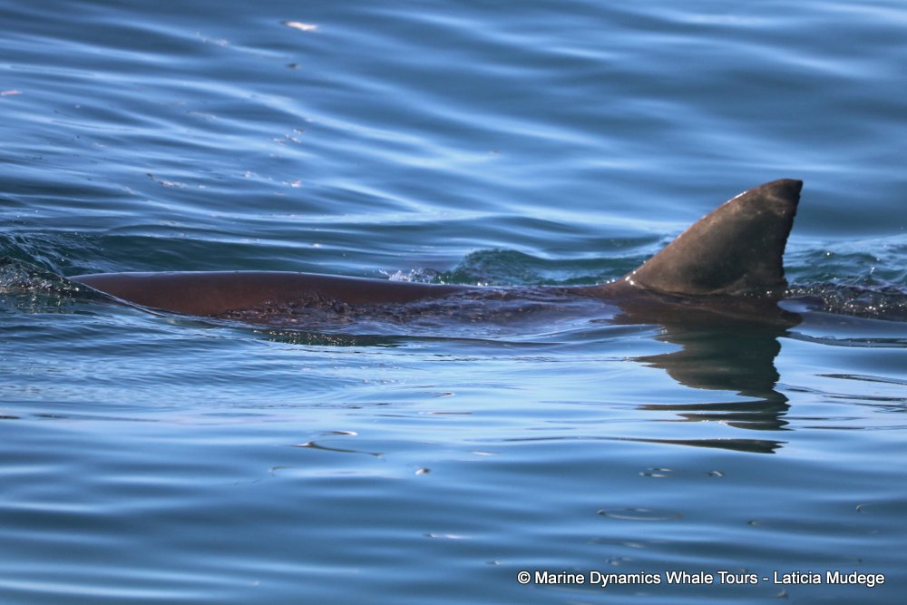 bronze whaler shark, whale watching, gansbaai, south africa,
