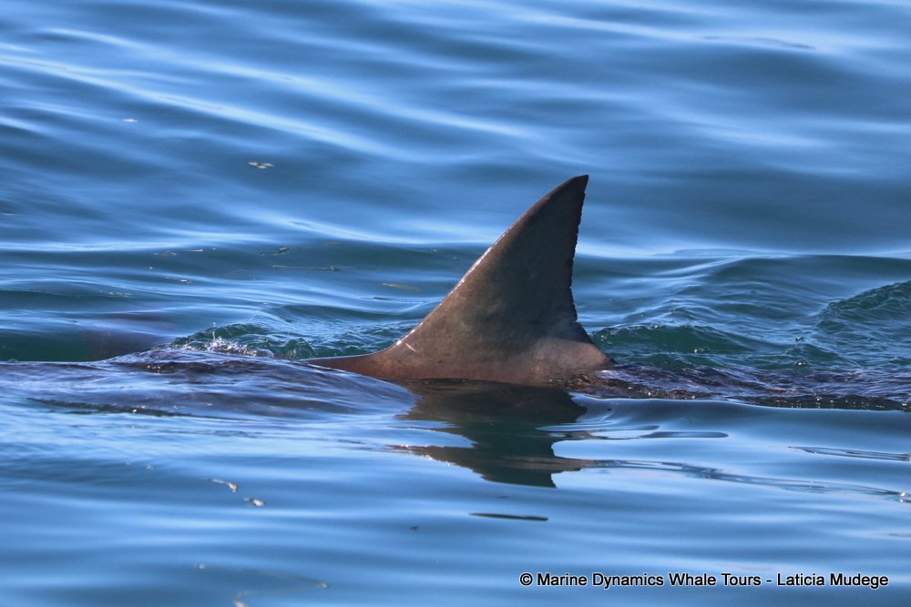 bronze whaler shark, whale watching, gansbaai, south africa,