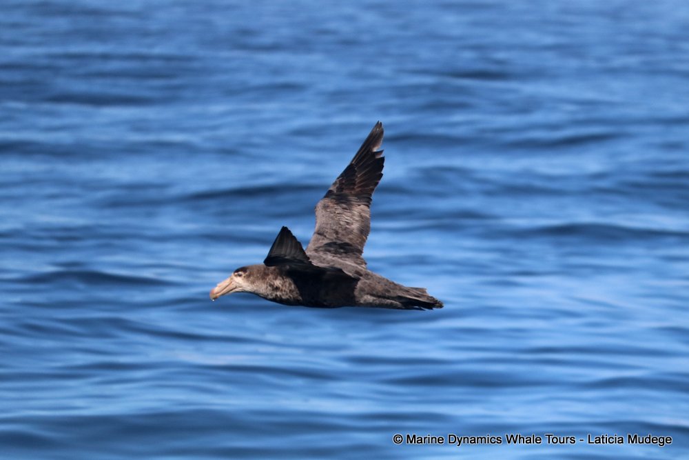 giant petrel, whale watching, gansbaai, south africa,