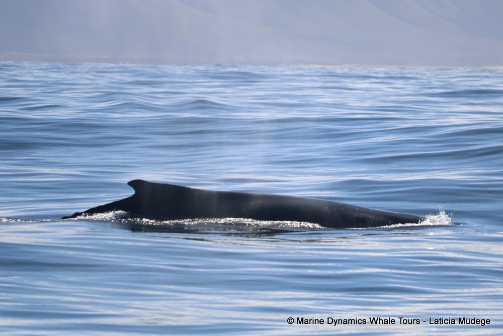 humpback whale, whale watching, gansbaai, south africa