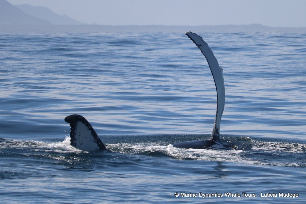 Southern right whale, whale watching, gansbaai, south africa,