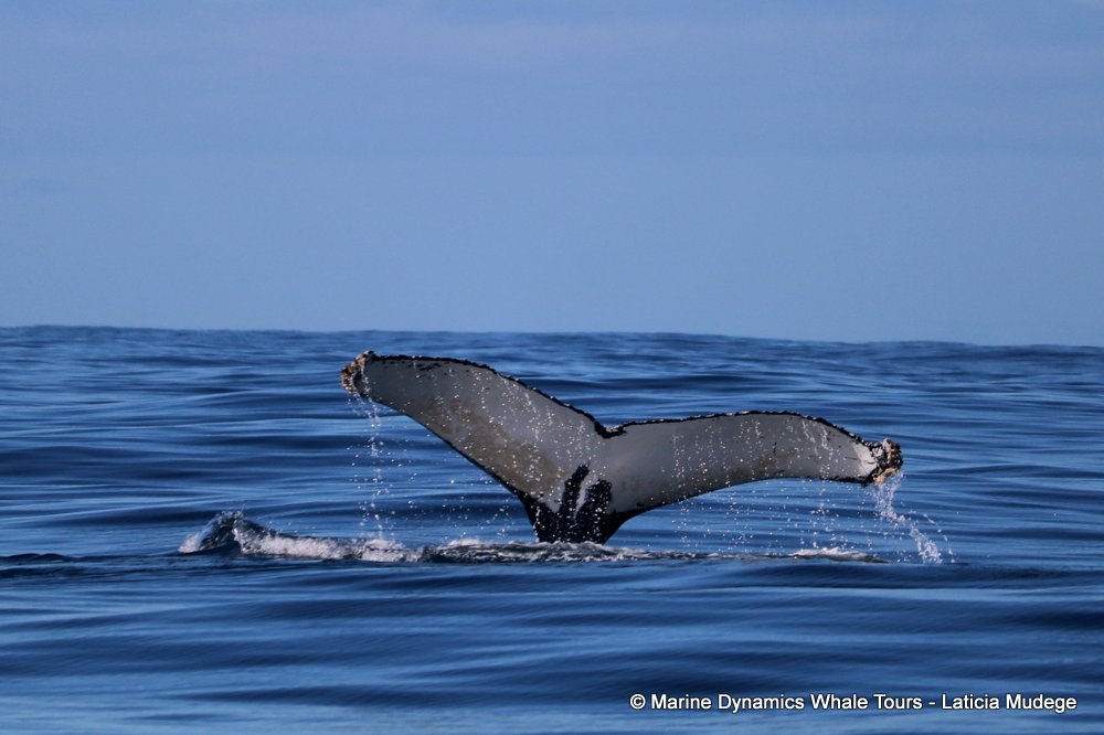 humpback whale, whale watching, gansbaai, south africa