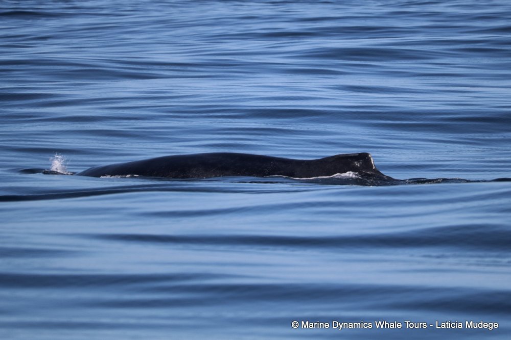 humpback whale, whale watching, gansbaai, south africa