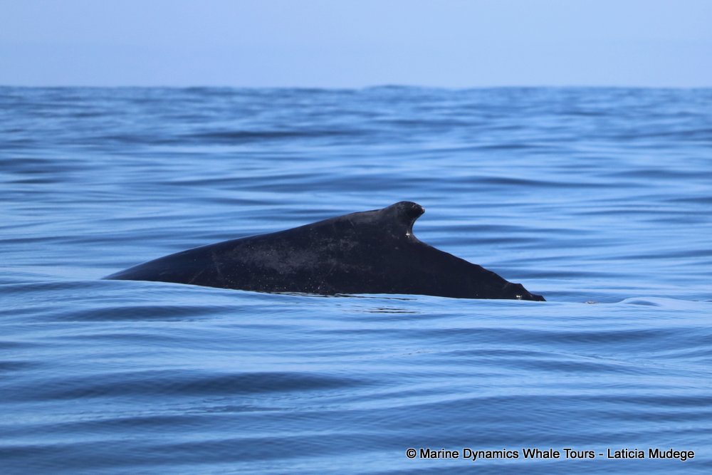 humpback whale, whale watching, gansbaai, south africa