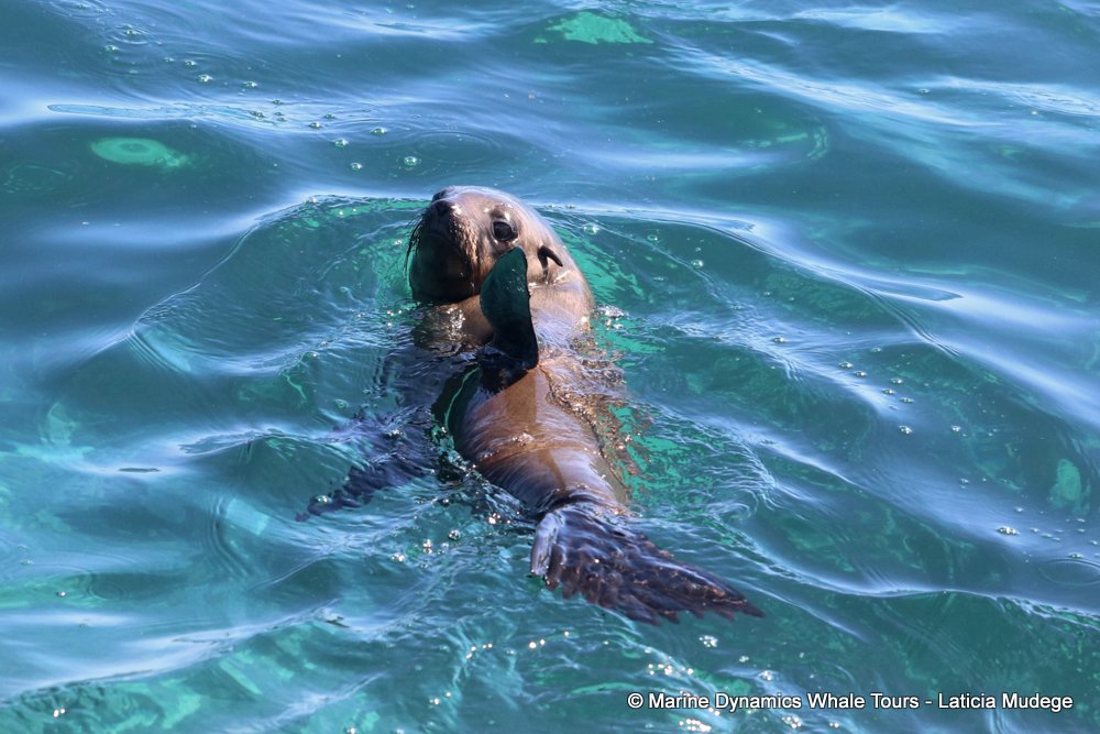 cape fur seal, whale watching, gansbaai, south africa