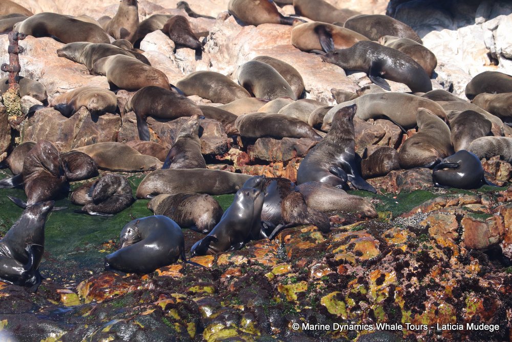 cape fur seal, whale watching, gansbaai, south africa