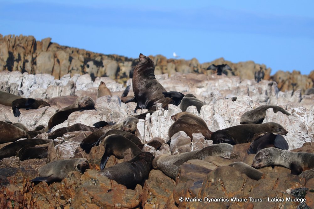cape fur seal, whale watching, gansbaai, south africa