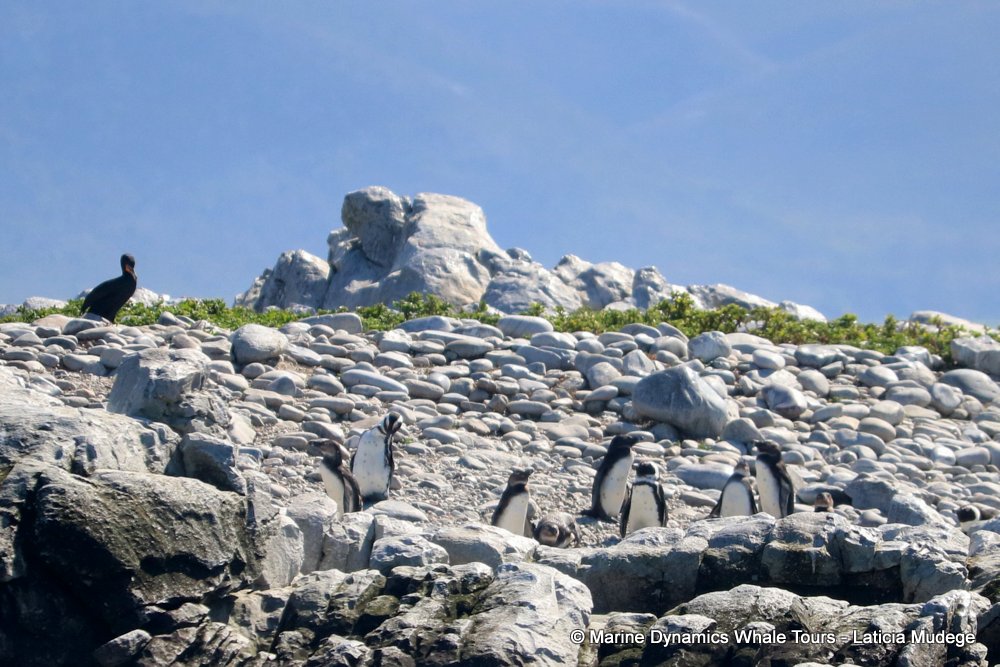 african penguin, whale watching, gansbaai, south africa