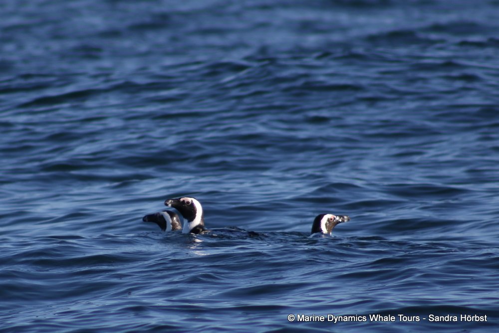 penguins, whale watching, gansbaai, south africa,