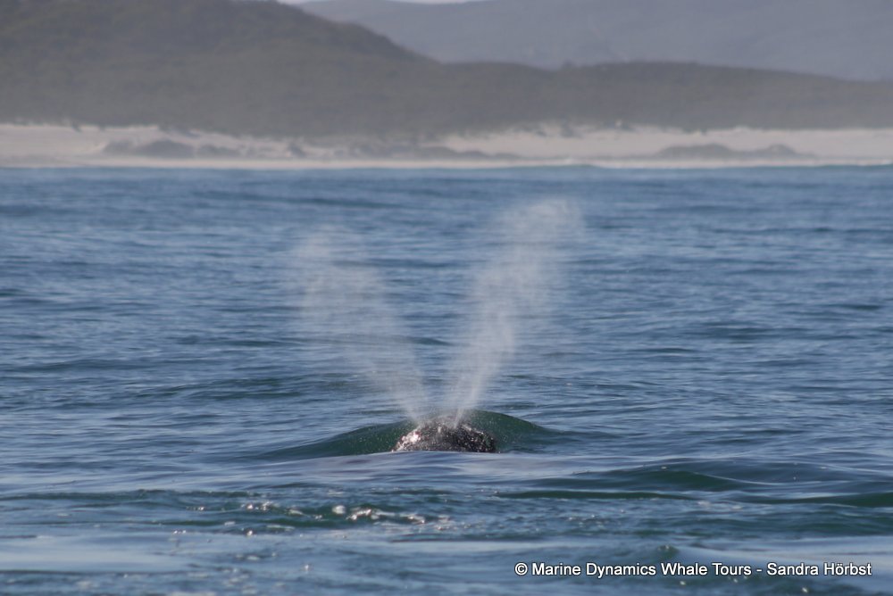 Southern right whale, whale watching, gansbaai, south africa,