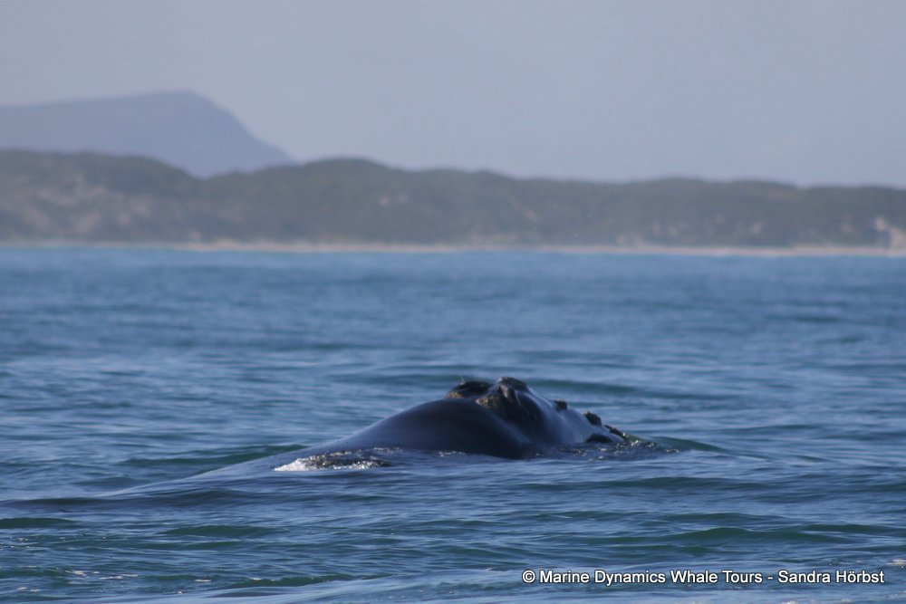 Southern right whale, whale watching, gansbaai, south africa,