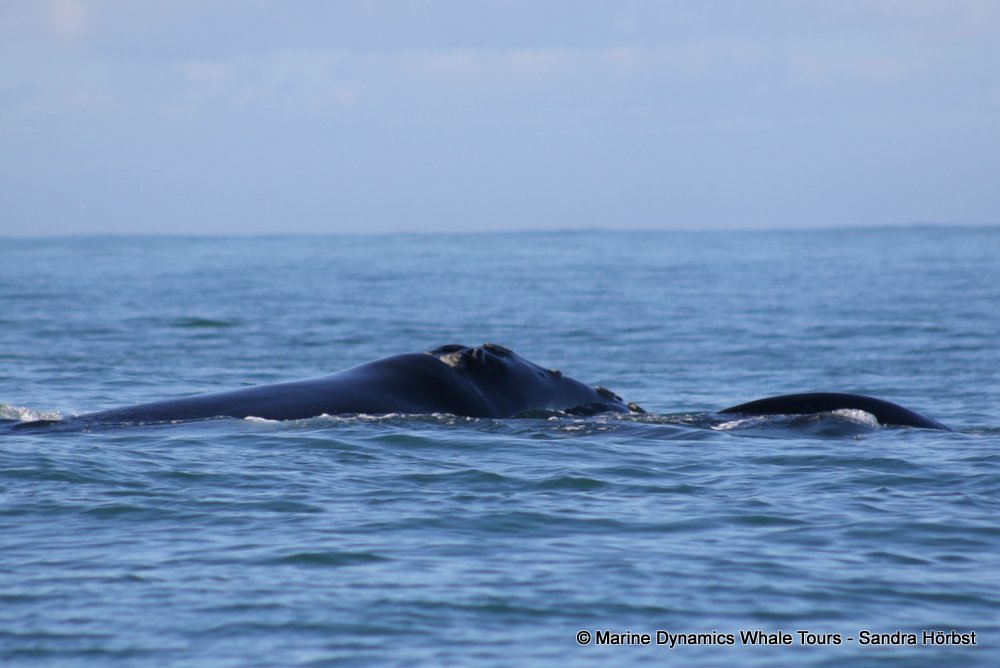 Southern right whale, whale watching, gansbaai, south africa,